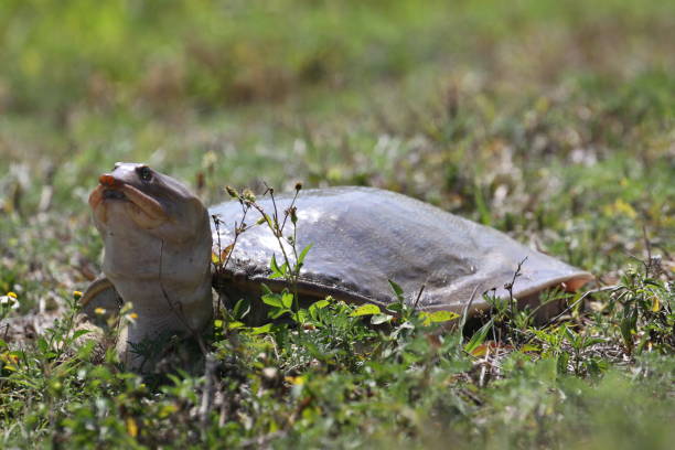 istock April 20, 2024 Viera Wetlands Softshell turtle 2149416774