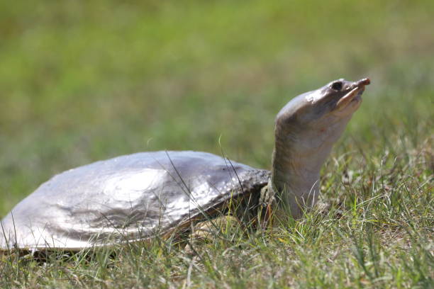 April 20, 2024 Viera Wetlands Softshell turtle