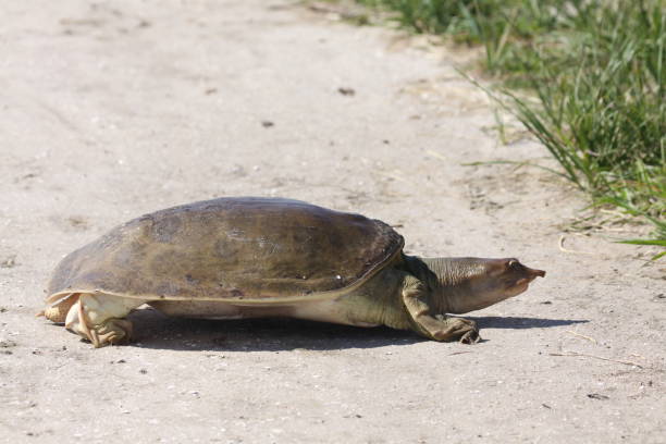 istock April 20, 2024 Viera Wetlands Softshell turtle 2149416814