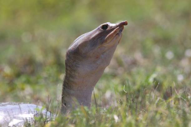 April 20, 2024 Viera Wetlands Softshell turtle