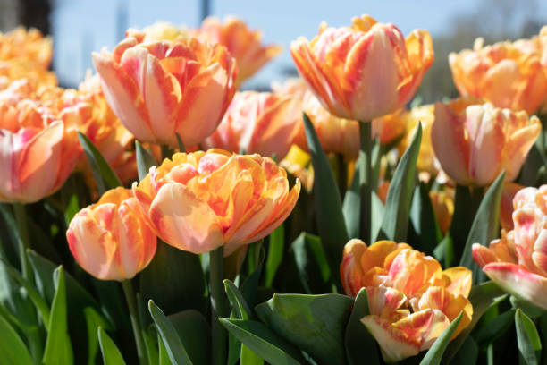 Close up Colorful Tulip Flowers