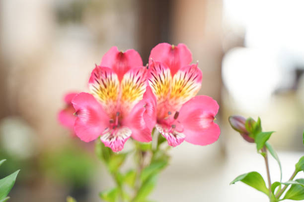 Orchids bloomed in the hilly areas