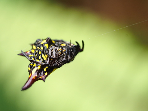 Macro shoot of Hasselt spiny spider or Macracantha hasselti hanging on its spider web
