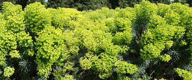 Euphorbia in bloom  Spring season  Panoramic image