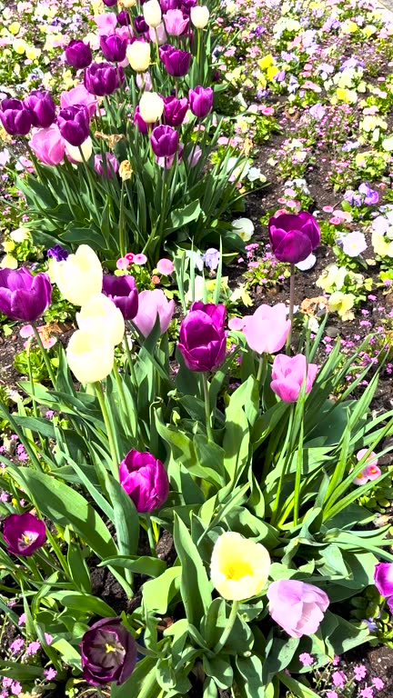 Beautiful tulips. Spring flowers in the flowerbed