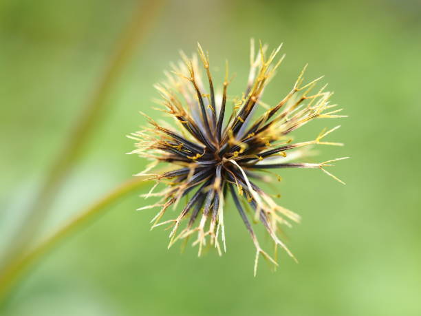 istock A bidens pilosa 2149418152