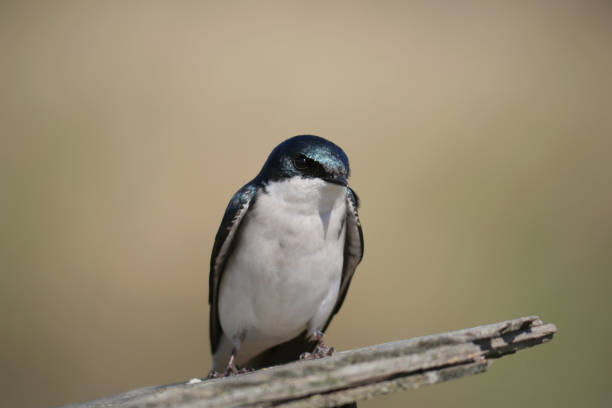 Against a soft, green defocused background, an Australian Butcherbird (Cracticus torquatus) sits perched elegantly on a branch, its striking black, white, and grey plumage standing out in natural contrast