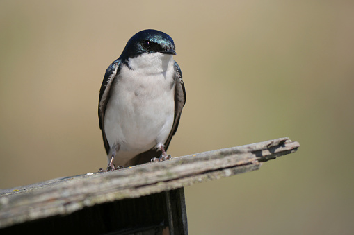 Tree swallow perched on a birdhouse during a spring season at the Pitt River Dike Scenic Point in Pitt Meadows, British Columbia, Canada.