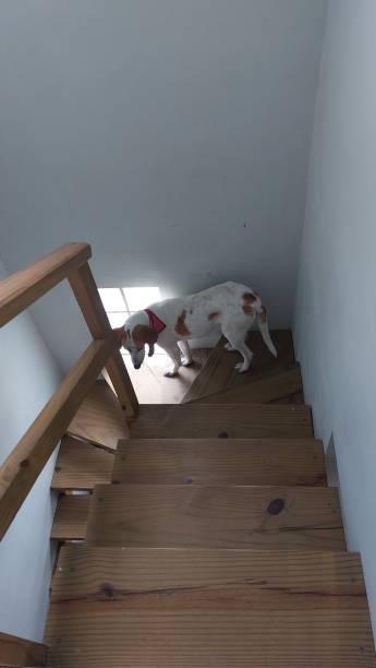 istock wooden staircase and a dog 2149418323