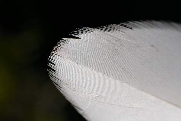 A coprinoid mushroom on its head with a few tiny drops on its stem.