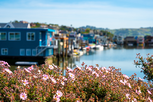 Floating houses in Sausalito with flowers in foreground during springtime day