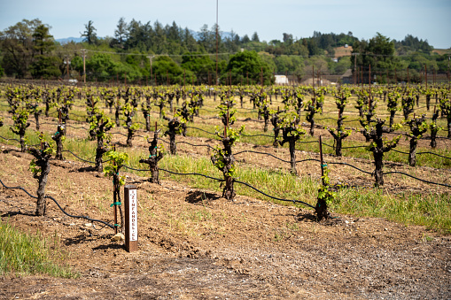 Rows of grapevine in Sonoma during springtime day