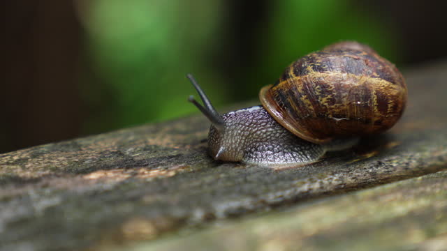 Moving Close-Up Snail On The Wood