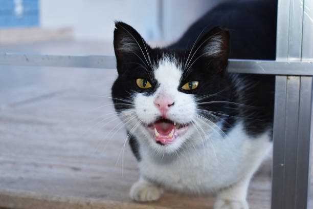 istock Portrait of black and white cat 2149420174