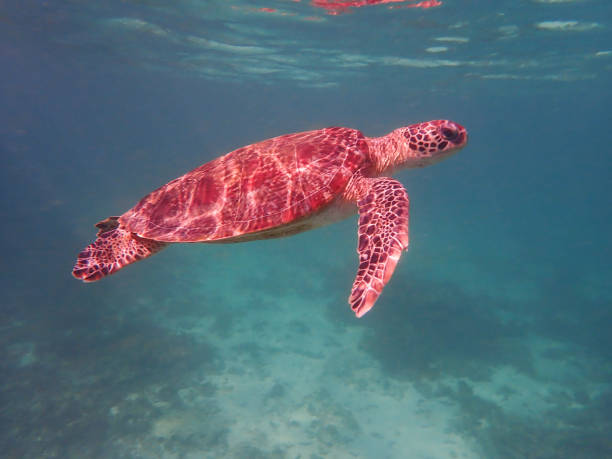 Oman Snorkeling with lots of turtles in Oman (daymaniat islands) wadi shab stock pictures, royalty-free photos & images