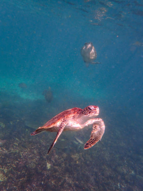 Oman Snorkeling with lots of turtles in Oman (daymaniat islands) wadi shab stock pictures, royalty-free photos & images