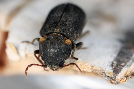 Common Furniture Beetle, Furniture Borer, Woodworm (Hadrobregmus pertinax, Anobium pertinax).