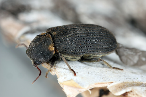 Common Death Watch Beetle (Hadrobregmus pertinax, Anobium pertinax), adult.