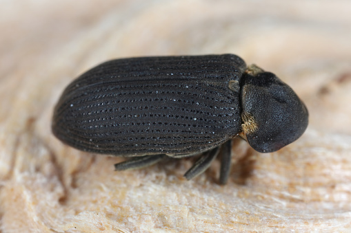Hadrobregmus pertinax is a species of woodboring beetle from family Anobiidae. Beetle on wood.
