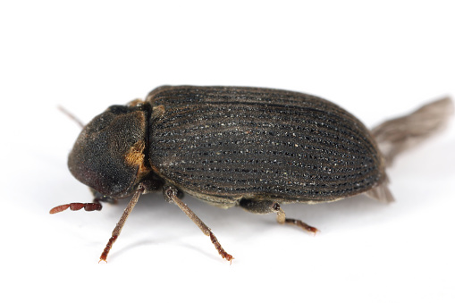 Common Death Watch Beetle (Hadrobregmus pertinax, Anobium pertinax), adult.