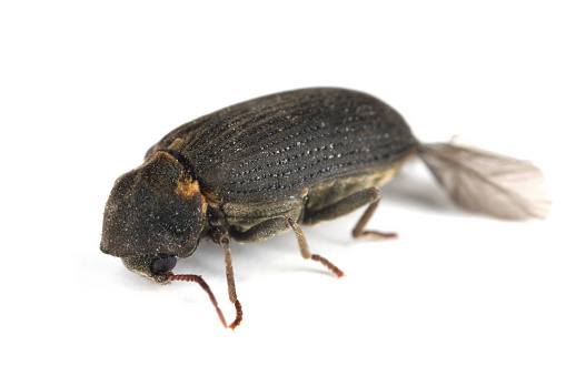 Woodboring beetle (Hadrobregmus pertinax), a common household pest.  Isolated on a white background.