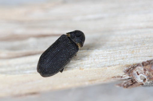 Woodboring beetle (Hadrobregmus pertinax), a common household pest.