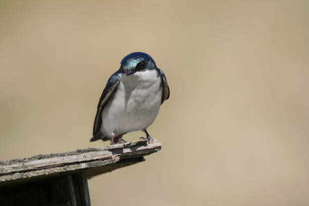 Tree swallow perched on a birdhouse during a spring season at the Pitt River Dike Scenic Point in Pitt Meadows, British Columbia, Canada.
