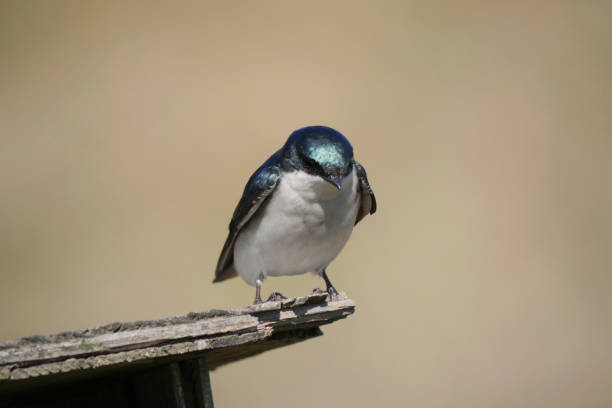 istock Tree swallow perched on a birdhouse at the Pitt River Dike Scenic Point 2149421710