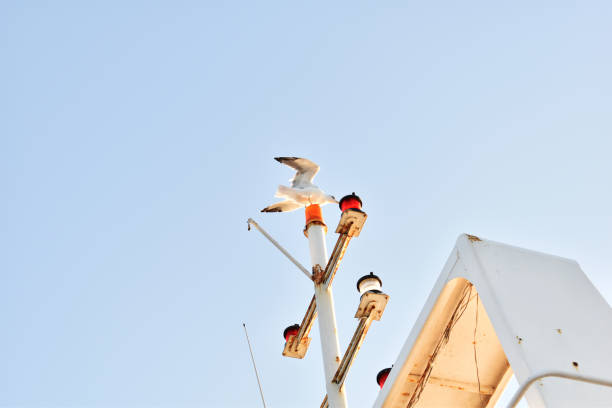 istock A seagull preparing to fly on a ferry 2149421824