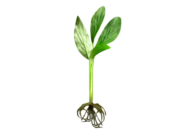 istock Kaempferia rotunda plant 2149422538
