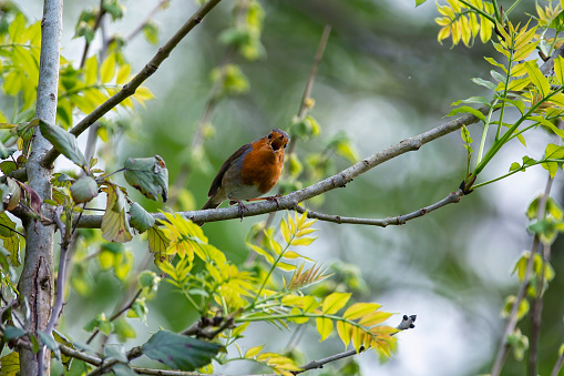 Robin perched on a branch singing. Spain.