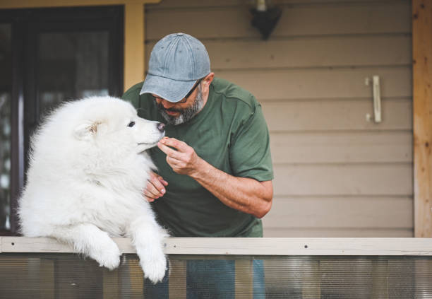 istock mature adult man with samoyed dog 2149423341