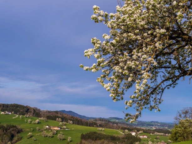 Tree blossom in the Mostviertel, Lower Austria