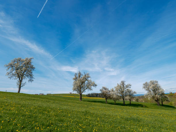 istock Tree blossom in the Mostviertel, Lower Austria 2149423397