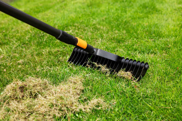 istock scarifying lawn with scarifier rake. dead grass removal 2149424618