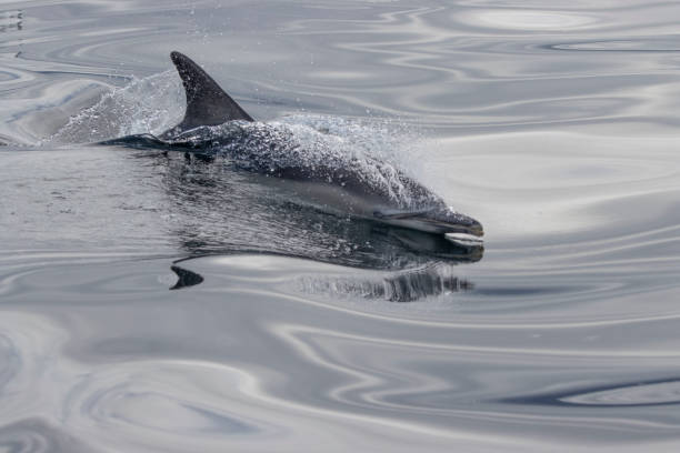 istock Wildlife photography 2149424817