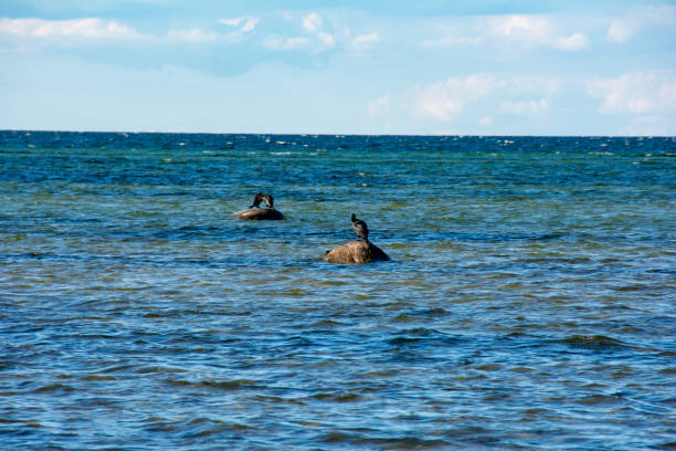 Cormorant birds ( Phalacrocoracidae ) sitting on a large stone on the Baltic Sea coast on the island of Poel near Timmendorf, Germany
