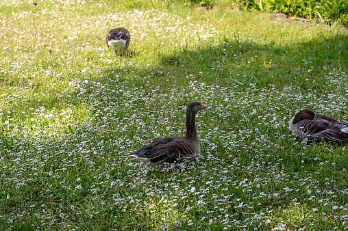 Gray field geese in a green meadow full of white daisies
