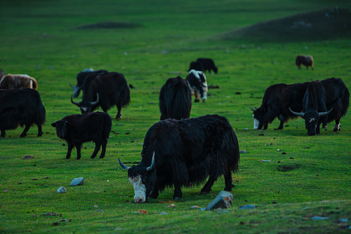 Herd of yaks on mountains meadow at summer