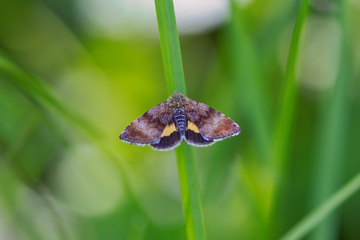 Small butterfly in a meadow.