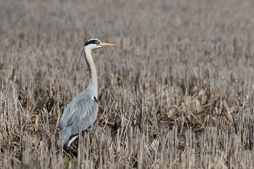 Gray Heron hunting in the middle of a field.