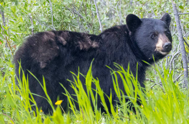 istock Wildlife photography 2149426602
