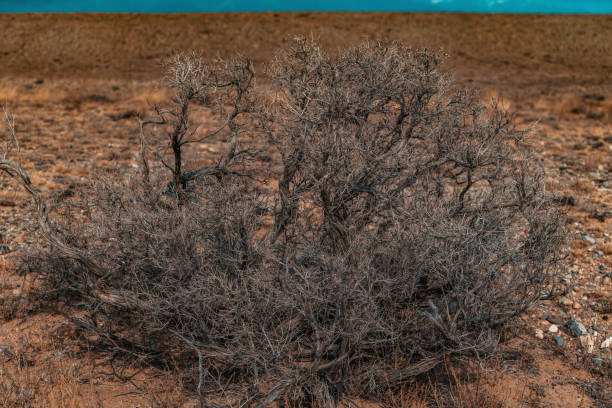 Dried up shrub in arid climate in desert