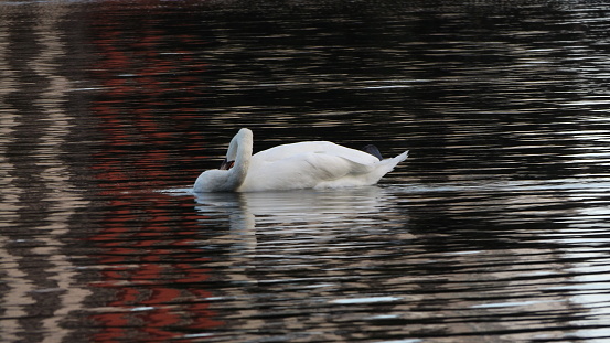 Horizontal photograph of a duck afloat on a water body. The body of the duck is white and its long neck is stretched out. There are waves on the water formed by duck swimming.