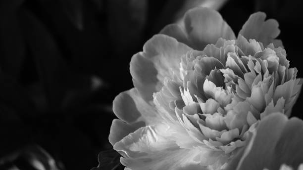 istock Peony flower blossom in black and white 2149427425