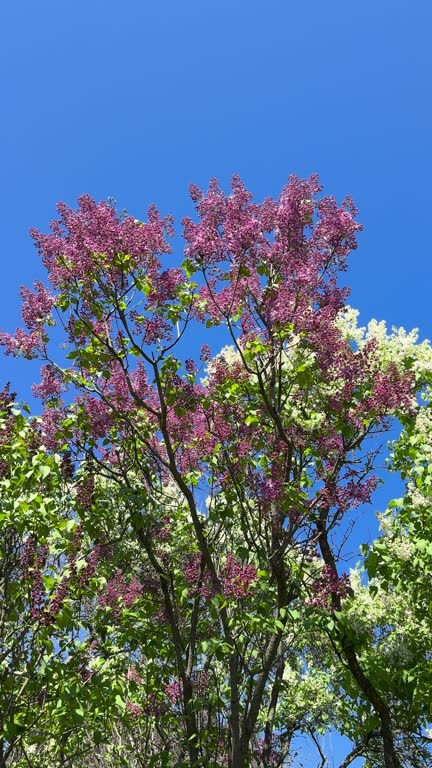 Purple and white lilac flowers against sky, vertical video.