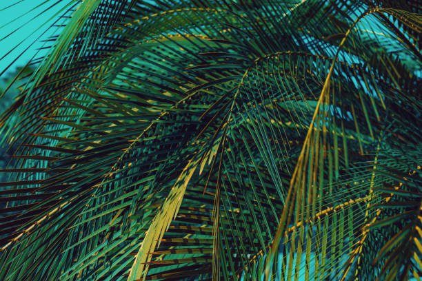 istock Palm leaves summer close-up view 2149427764