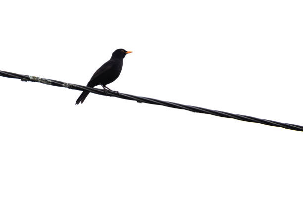 Common Blackbird (Turdus merula) isolated in a white background, Braga, Portugal.