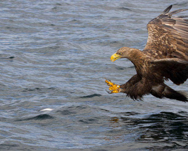 istock Wildlife photography 2149427849