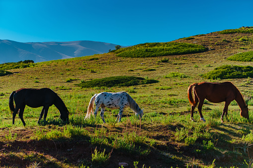 Three horses grazing in the mountains in summer